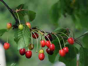 Sour cherry(Prunus cerasus)