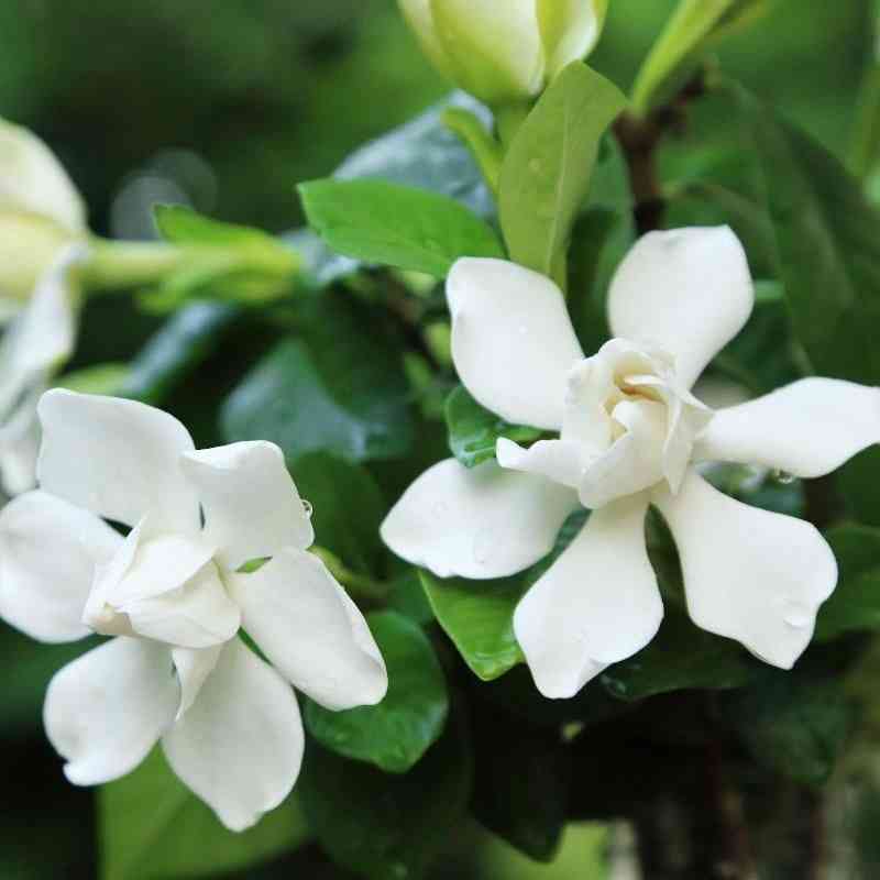 Cape jasmine(Gardenia jasminoides)