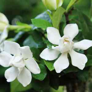 Cape jasmine(Gardenia jasminoides)