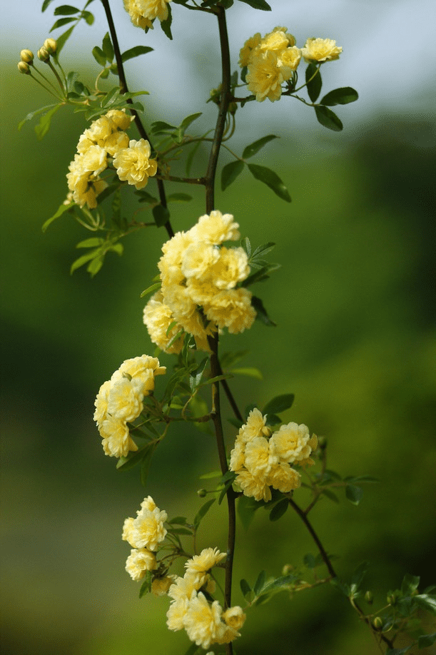 Lady banks's rose (Rosa banksiae) Care Guide: Pests, Diseases, Watering ...