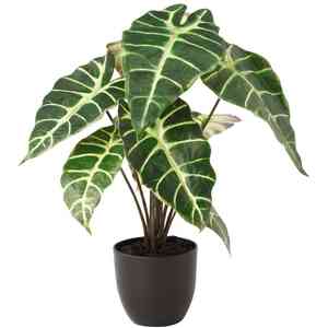 Alocasia sanderiana(Alocasia sanderiana)