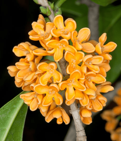 Sweet osmanthus
