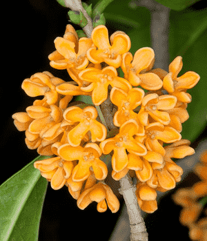 Sweet osmanthus(Osmanthus fragrans)