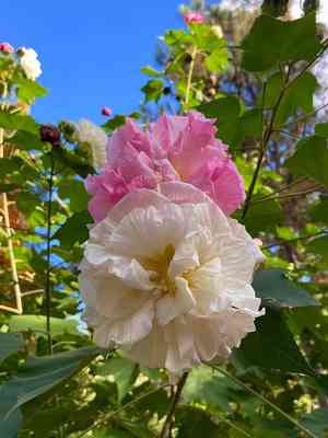 Confederate rose(Hibiscus mutabilis)