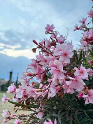 Oleander(Nerium oleander)