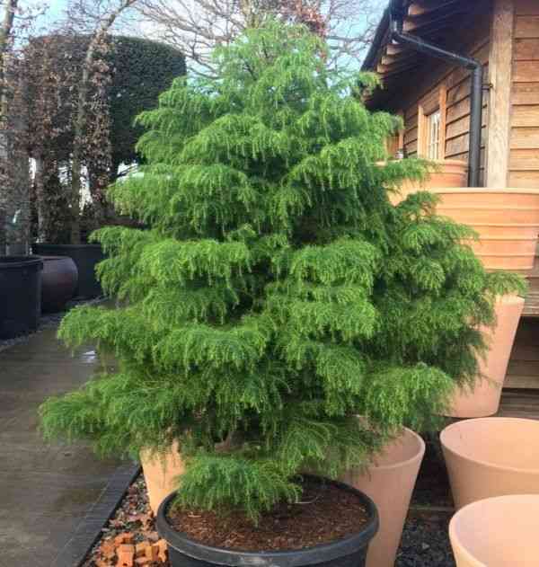 Japanese red cedar(Cryptomeria japonica)