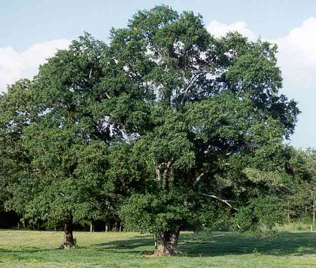 Water oak(Quercus nigra)