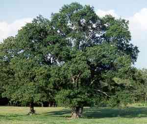 Water oak(Quercus nigra)