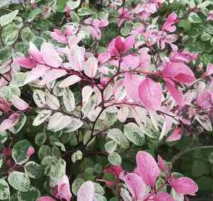 Snowbush(Breynia disticha)