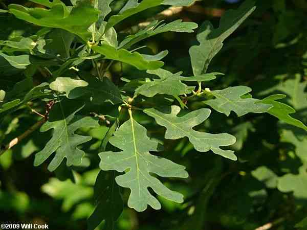 White oak(Quercus alba)