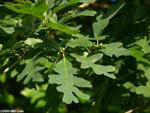 White oak(Quercus alba)