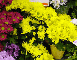 Dendranthema grandiflorum(Dendranthema grandiflorum)