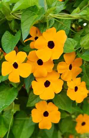 Black-eyed susan vine(Thunbergia alata)