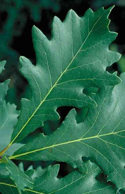Swamp white oak(Quercus bicolor)