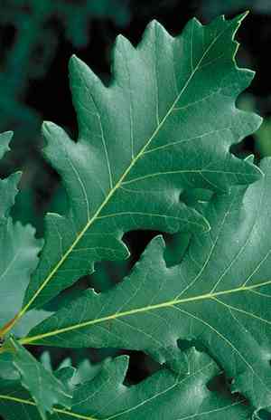 Swamp white oak(Quercus bicolor)