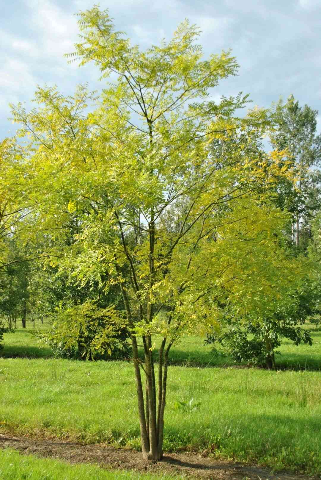 Japanese pagoda tree(Styphnolobium japonicum)