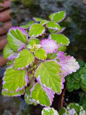 Coleus madagascariensis(Coleus madagascariensis)