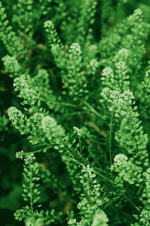 Garden cress(Lepidium sativum)
