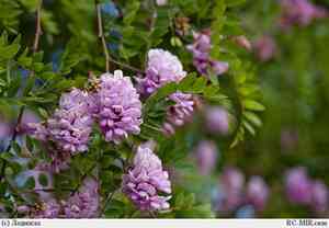 Clammy locust(Robinia viscosa)