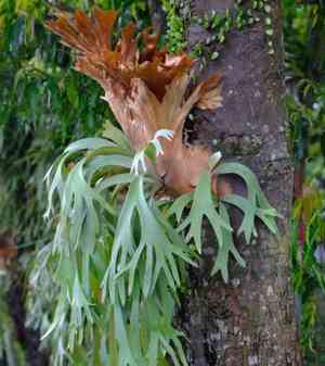 Elkhorn fern(Platycerium bifurcatum)