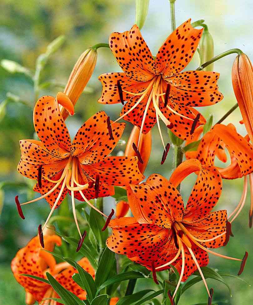 Tiger lily(Lilium lancifolium)