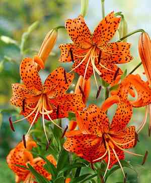 Tiger lily(Lilium lancifolium)