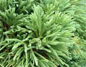 Japanese red cedar(Cryptomeria japonica)