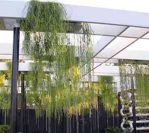 Mistletoe cactus(Rhipsalis baccifera)