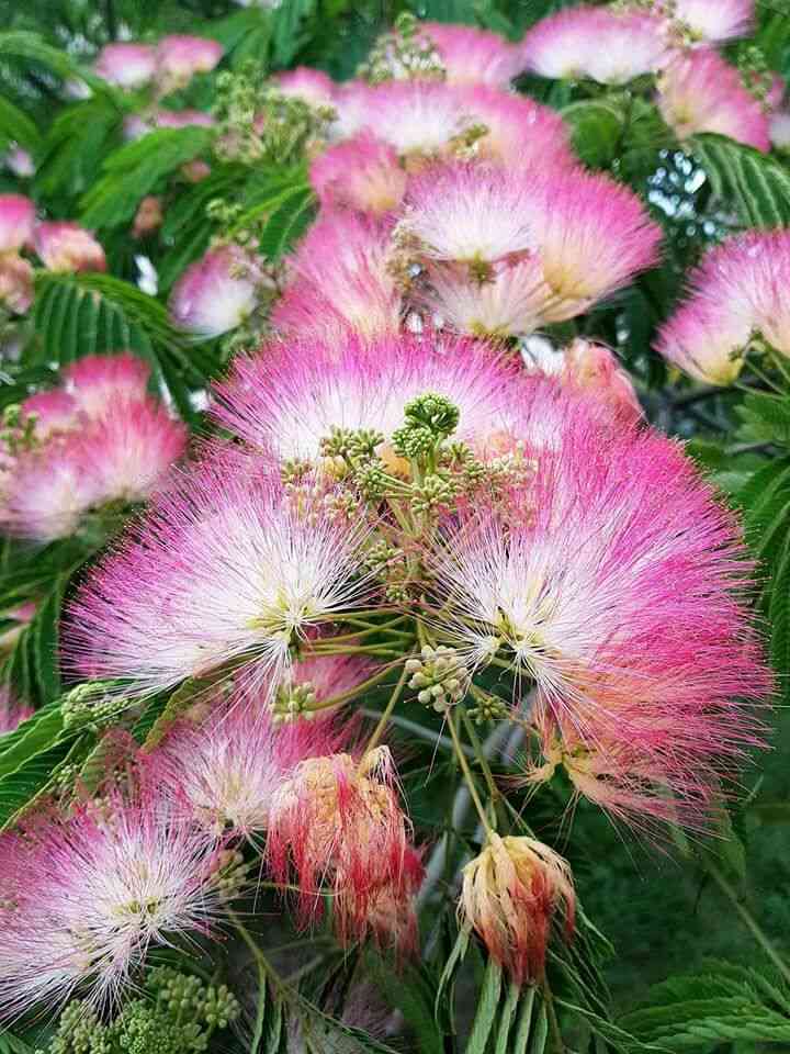 Persian silk tree(Albizia julibrissin)