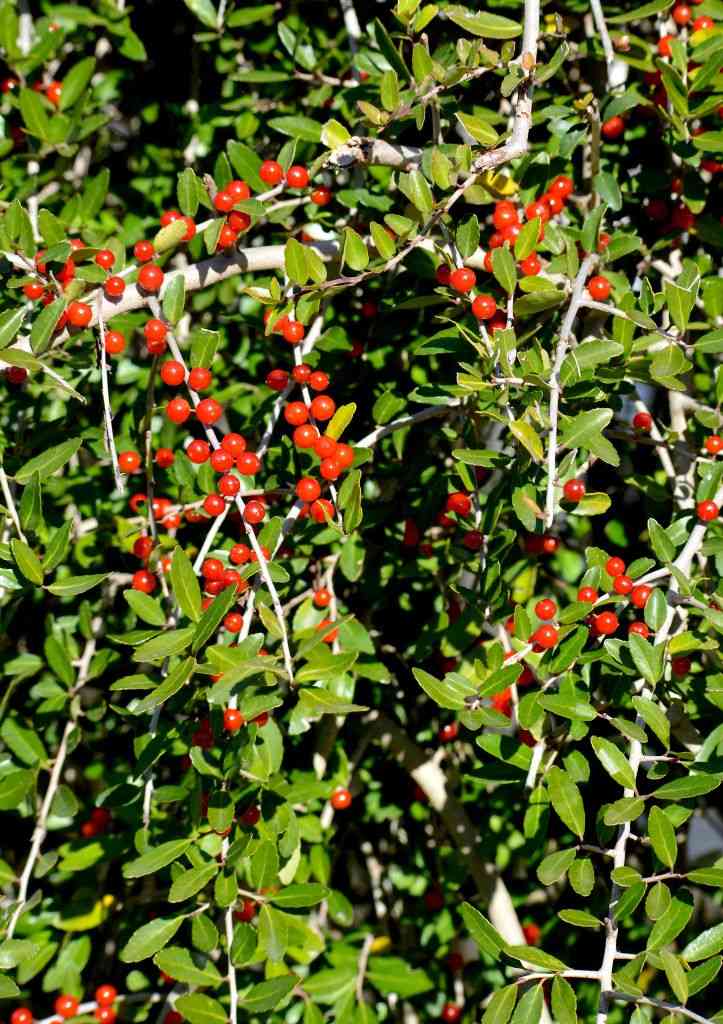 Yaupon(Ilex vomitoria)