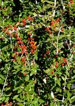 Yaupon(Ilex vomitoria)