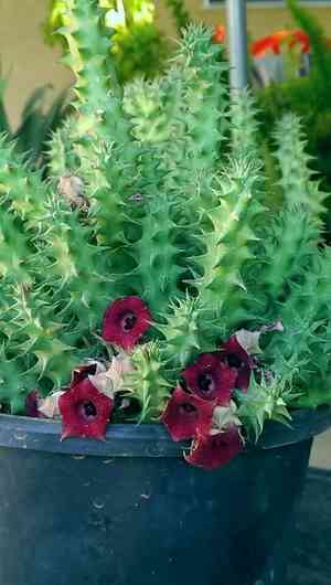 Huernia macrocarpa(Huernia macrocarpa)