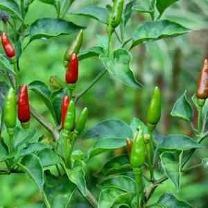Tabasco pepper(Capsicum frutescens)