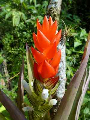 Guzmania monostachia(Guzmania monostachia)