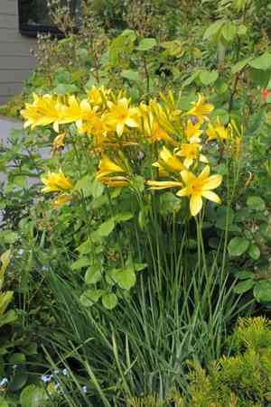 Yellow daylily(Hemerocallis lilioasphodelus)