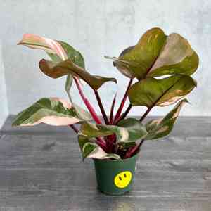Blushing philodendron(Philodendron erubescens)