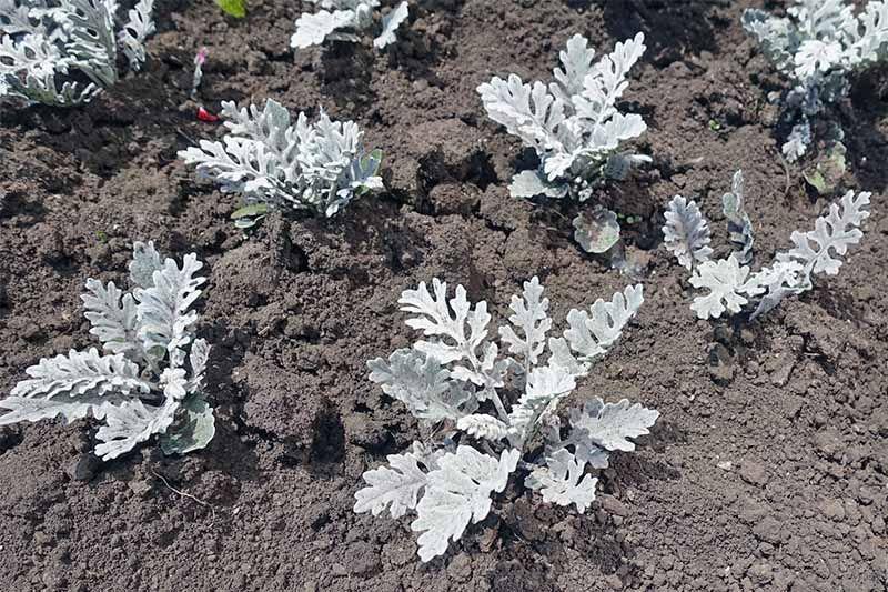 Silver ragwort