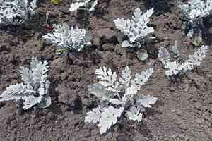 Silver ragwort(Jacobaea maritima)