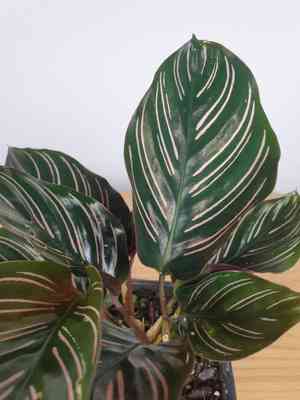 Pin stripe plant(Goeppertia ornata)