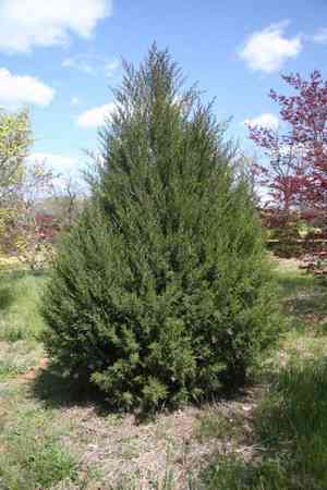 Eastern red cedar(Juniperus virginiana)