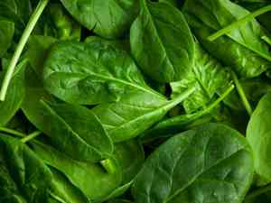 Spinach(Spinacia oleracea)