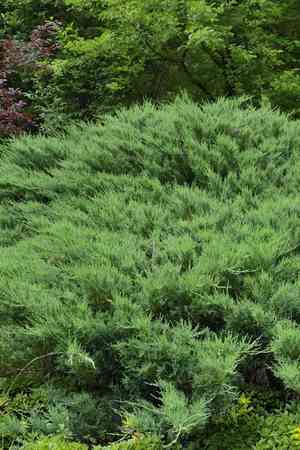 Savin juniper(Juniperus sabina)