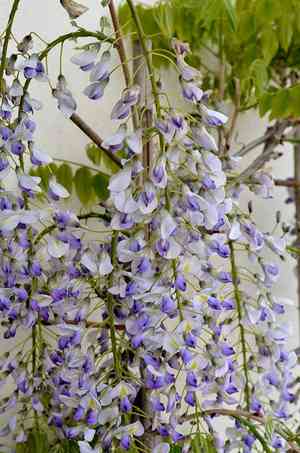 Japanese wisteria(Wisteria floribunda)