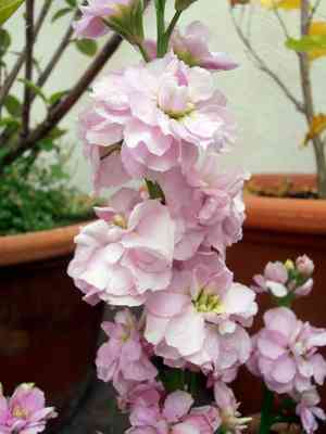 Tenweeks stock(Matthiola incana)