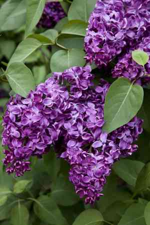 Common lilac(Syringa vulgaris)