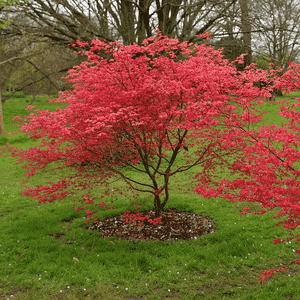 Japanese maple(Acer palmatum)