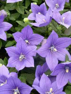Balloon flower(Platycodon grandiflorus)