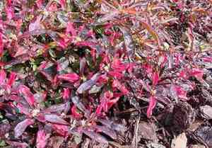 Alternanthera bettzickiana(Alternanthera bettzickiana)