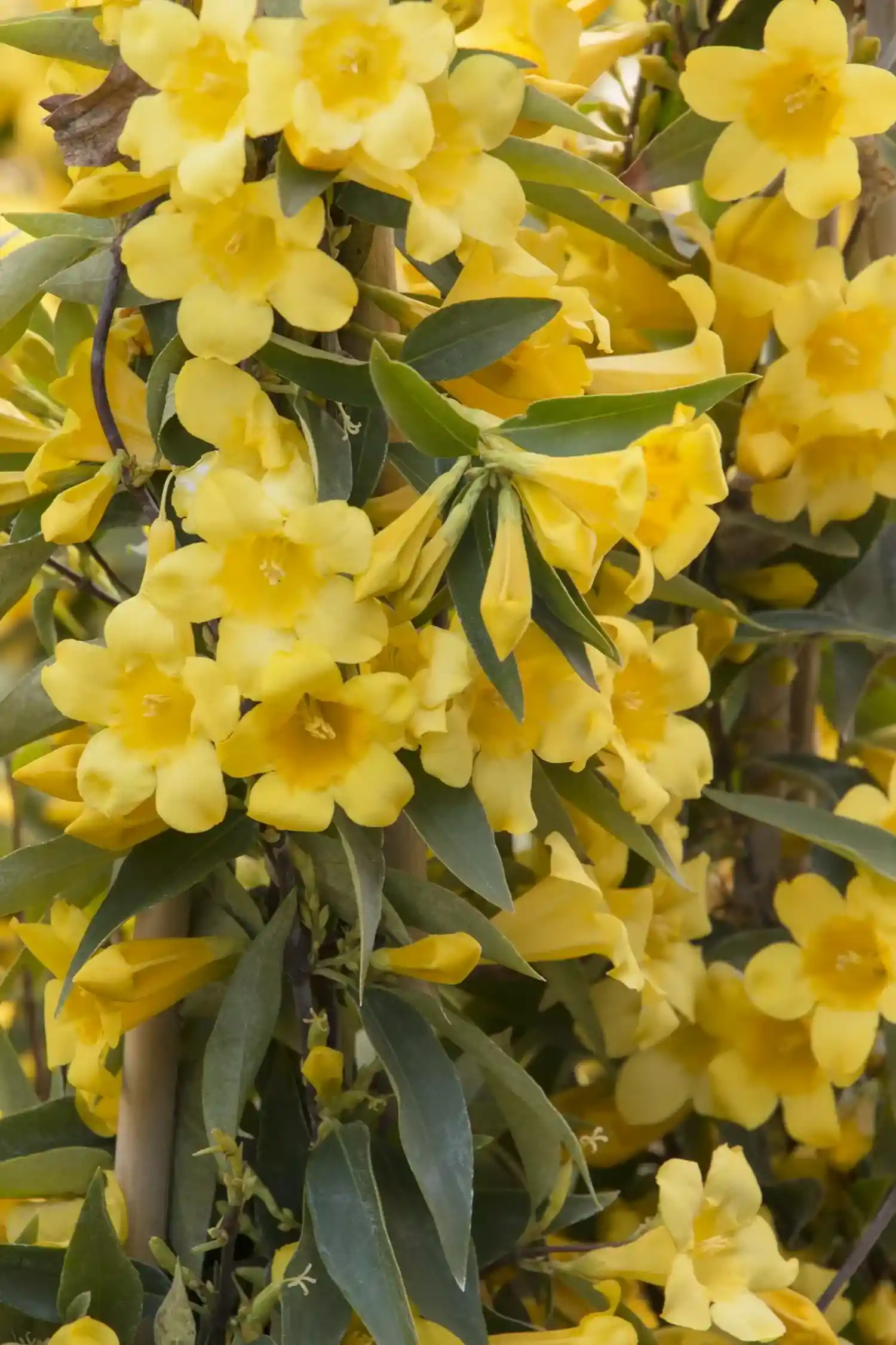 Carolina jasmine(Gelsemium sempervirens)