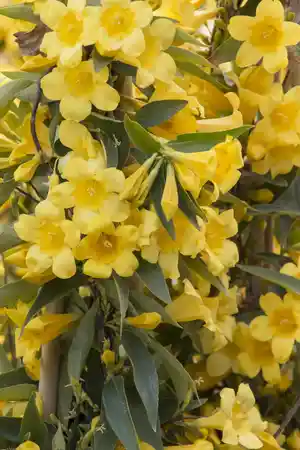 Carolina jasmine(Gelsemium sempervirens)